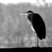 Great Blue Heron Black and White by cwbill