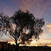 2 5 Tree at sunrise by sandlily