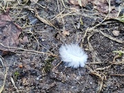 7th Feb 2024 - Tiny feather