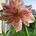 Most Recent Amaryllis  by foxes37