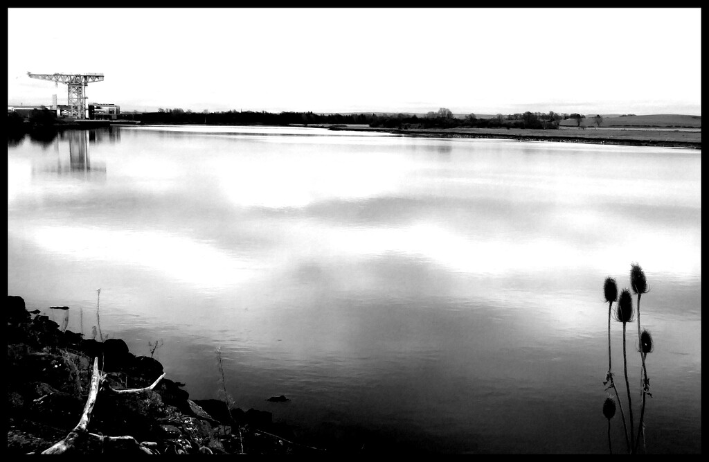 Crane and reeds by steveandkerry