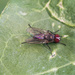 Red eye fly
