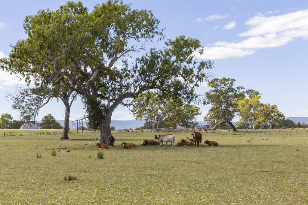 Shady Cattle by briaan