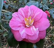 8th Feb 2024 - Camellia