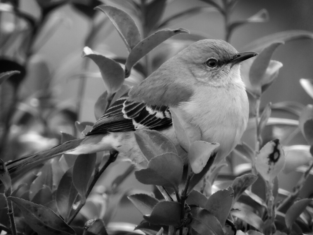 Mocking Bird... by marlboromaam