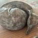 Sleeping Doggy by alicats
