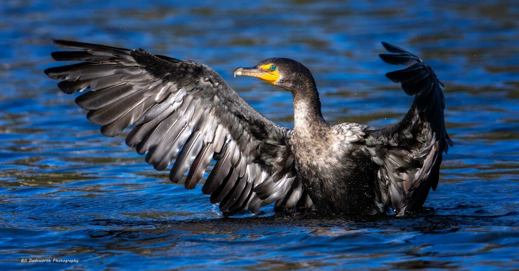 Wings of a Cormorant by photographycrazy