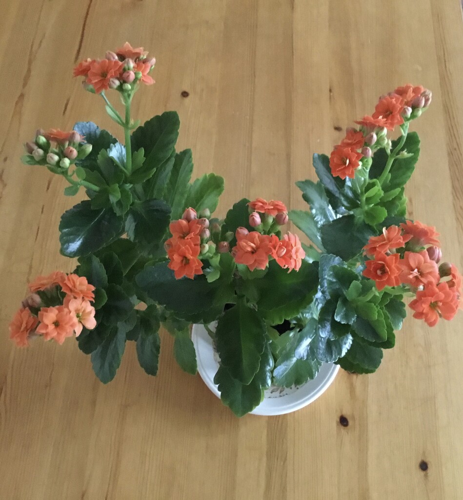 Kalanchoe by felicityms