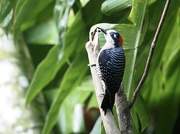 7th Feb 2024 - Woodpecker, Costa Rica