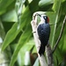 Woodpecker, Costa Rica by redy4et