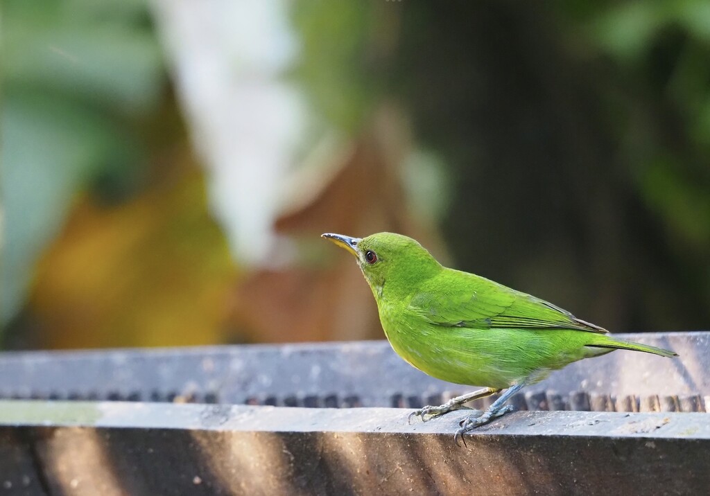 Green Honeycreeper, Costa Rica by redy4et