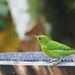 Green Honeycreeper, Costa Rica