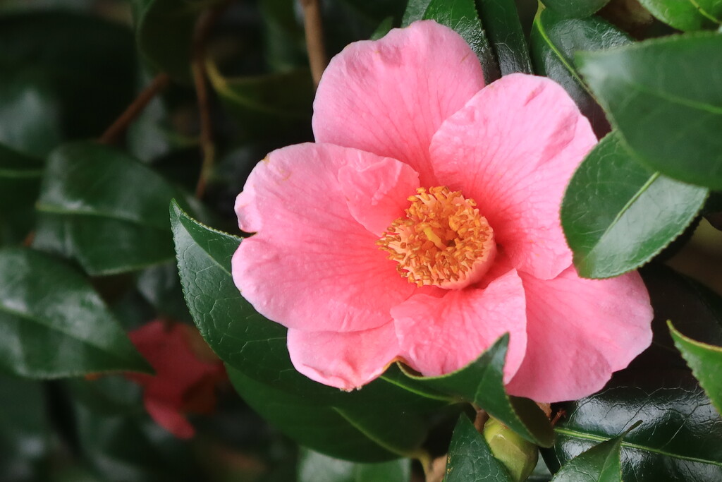 Early Camelia by happyteg