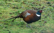 8th Feb 2024 - Male Pheasant