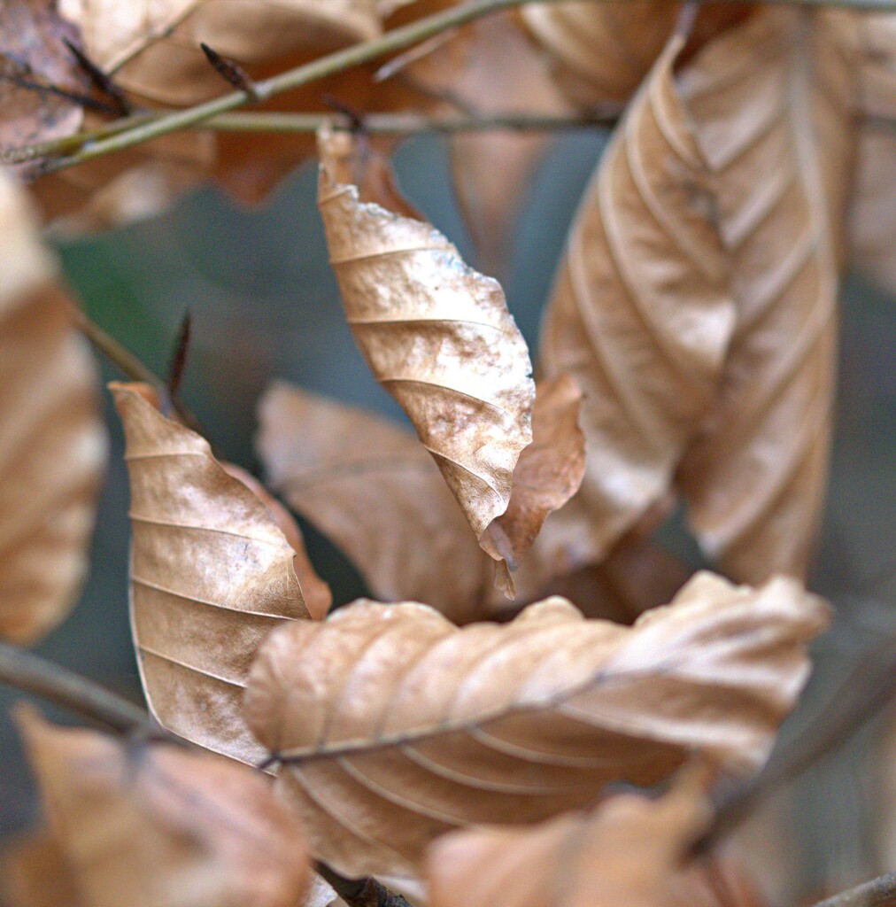 dead leaves by ollyfran