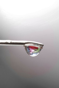 8th Feb 2024 - Tulip in a Droplet