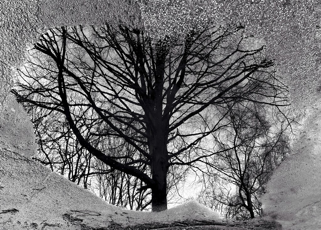 Tree in a puddle  by pattyblue
