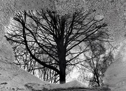 8th Feb 2024 - Tree in a puddle 