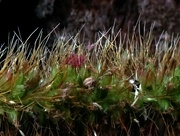 10th Feb 2024 - Slightly weird, very vivid, slightly abstract - seed head of grass..