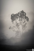 8th Feb 2024 - Trees in the Fog