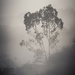 Trees in the Fog by yorkshirekiwi