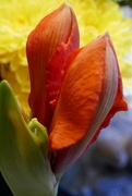 8th Feb 2024 - Amaryllis, second bloom!