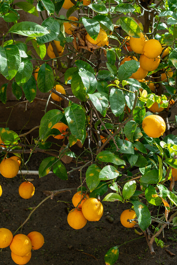 A Citrusy Lemon by Weezilou