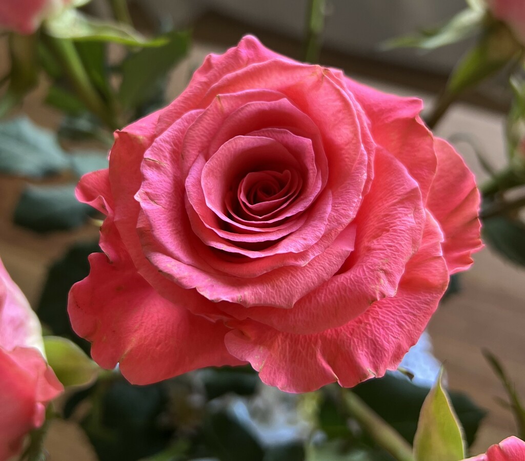 Birthday rose by peekysweets