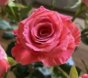 8th Feb 2024 - Birthday rose