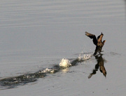 30th Jan 2024 - Jan 30 Cormorant On The Run IMG_7124AAA