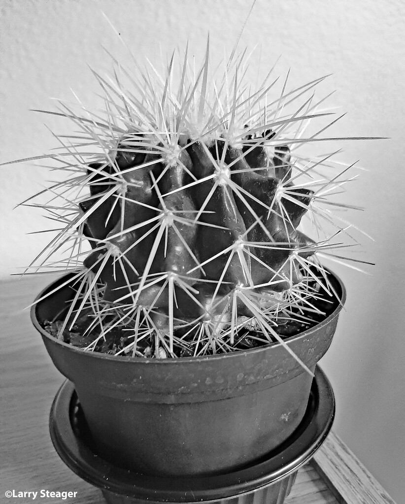 Golden Barrel Cactus Black and White by larrysphotos