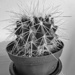 Golden Barrel Cactus Black and White by larrysphotos