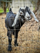 8th Feb 2024 - One Billy Goat's Gruff
