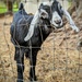 One Billy Goat's Gruff by photohoot