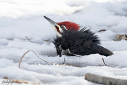 8th Feb 2024 - Pileated Woodpecker