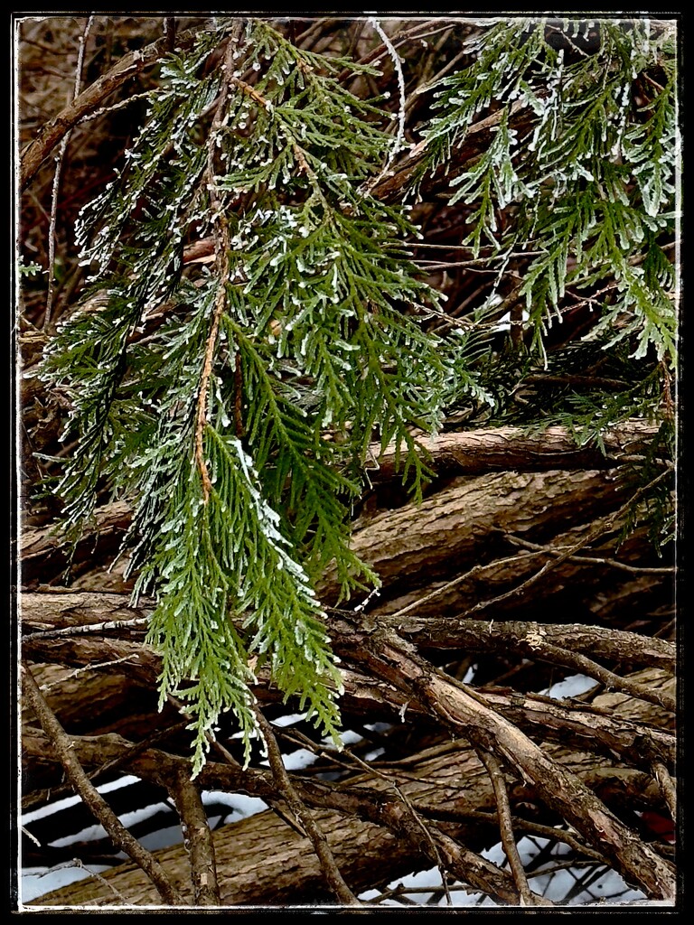 Ice Tinged Pines by eahopp