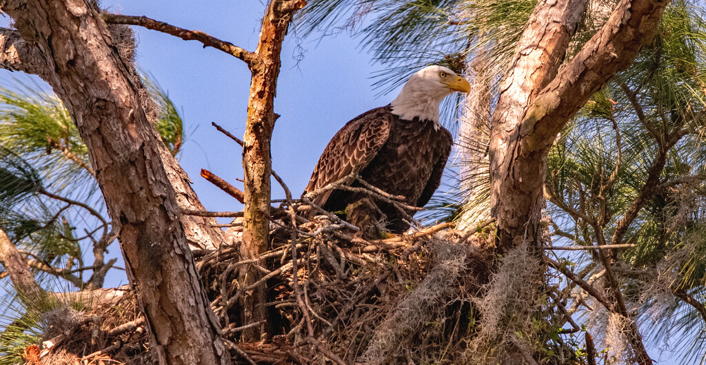Bald Eagle on the Nest! by rickster549