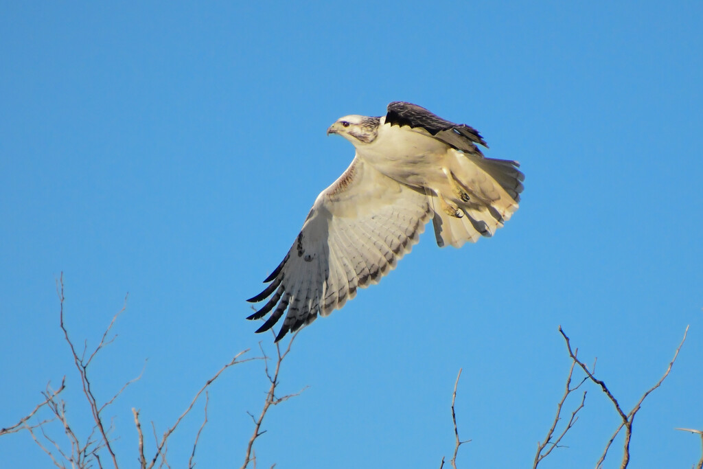 Second Sighting of a Leucistic Red-Tailed Hawk by kareenking