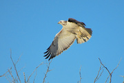 8th Feb 2024 - Second Sighting of a Leucistic Red-Tailed Hawk