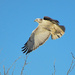 Second Sighting of a Leucistic Red-Tailed Hawk by kareenking