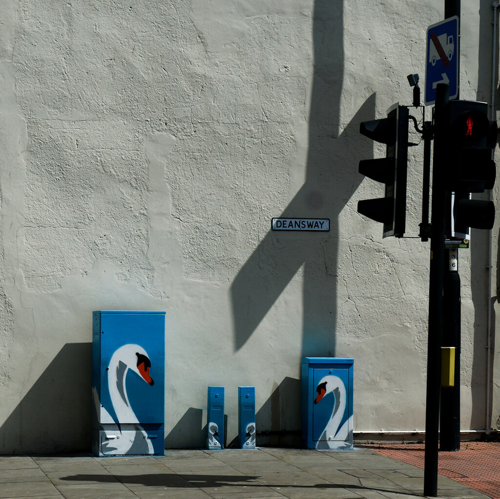 SWANS. by derekskinner