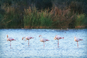 9th Feb 2024 - Flamingo Friday