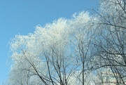2nd Feb 2024 - Rime - a coating of ice