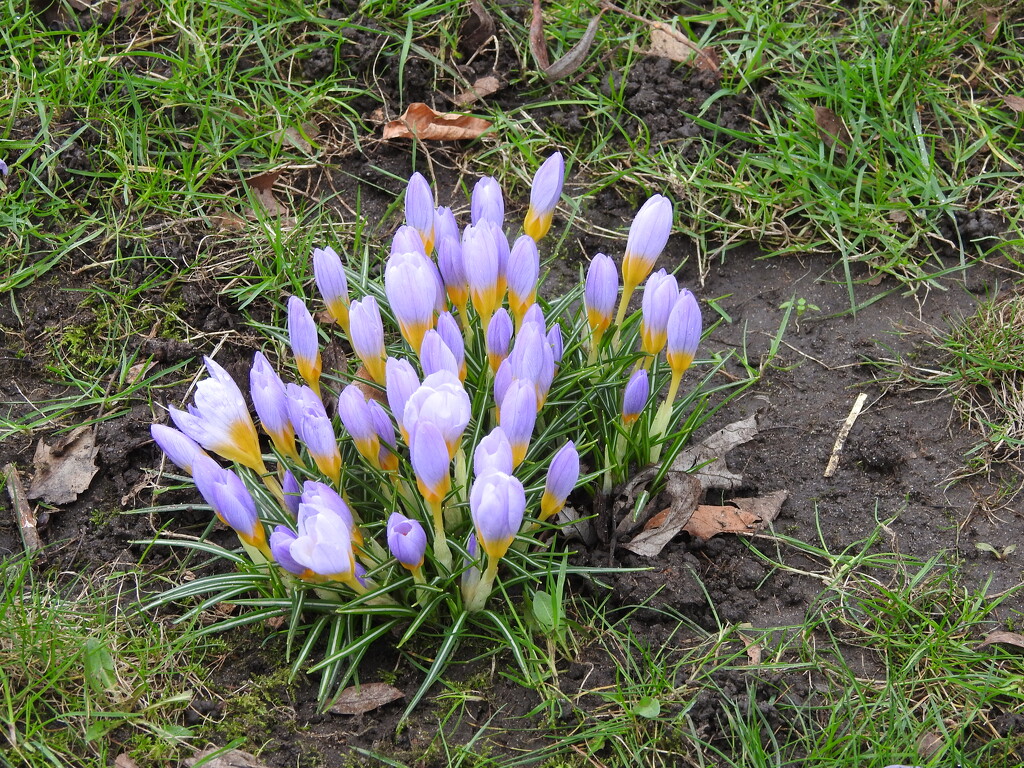 A Sign of Spring - Crocus by oldjosh