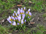 4th Feb 2024 - A Sign of Spring - Crocus