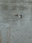 9th Feb 2024 - Tufted Ducks