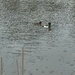 Tufted Ducks by tinley23