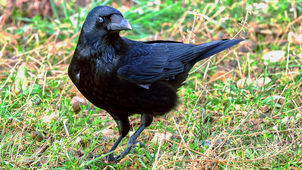 A crow scavenging in a field by neil_ge