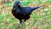 9th Feb 2024 - A crow scavenging in a field