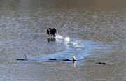 3rd Feb 2024 - Feb 3 Cormorant Taking A Left MG_7172A